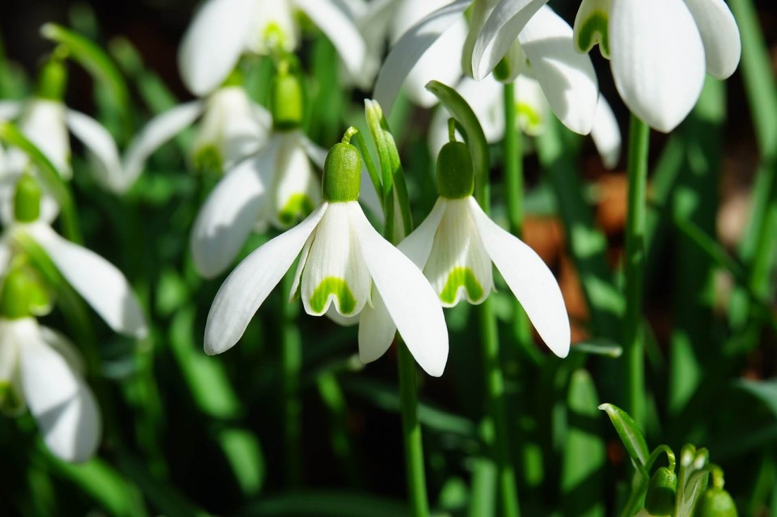 Download Wallpaper Macro snowdrops in sunshine - Beautiful spring flowers