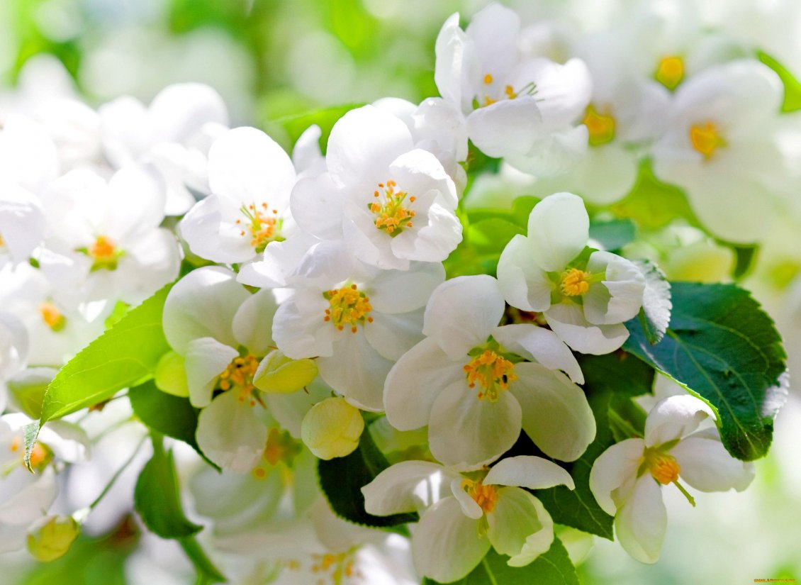 Download Wallpaper Flowers blossom - Wonderful spring season