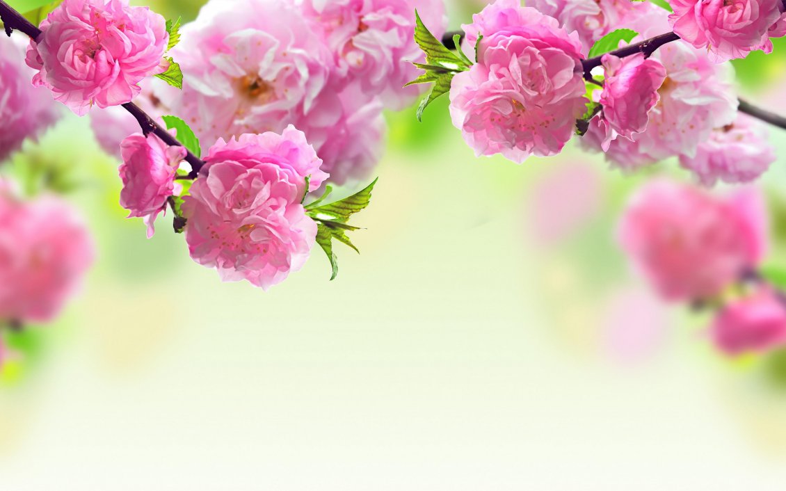 Download Wallpaper Tree blossoming - Beautiful pink spring flowers