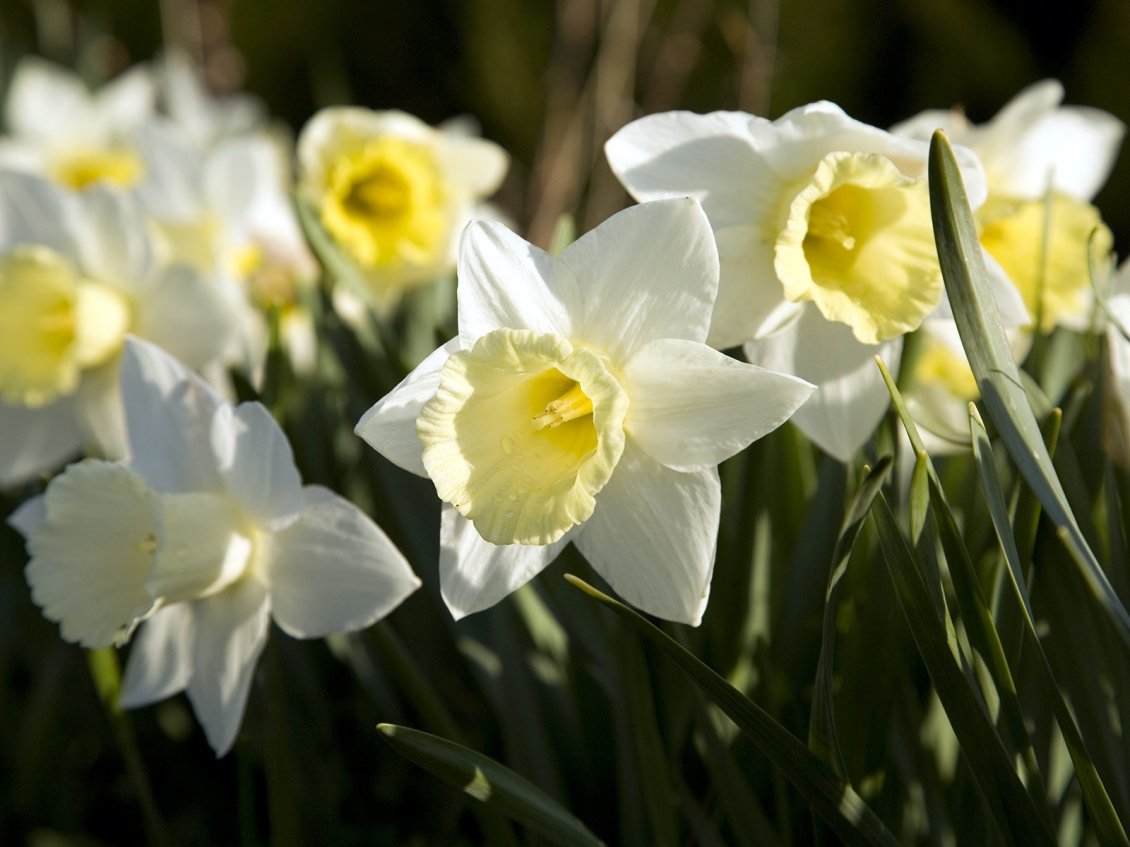 Download Wallpaper Beautiful white and yellow daffodils flowers in the garden