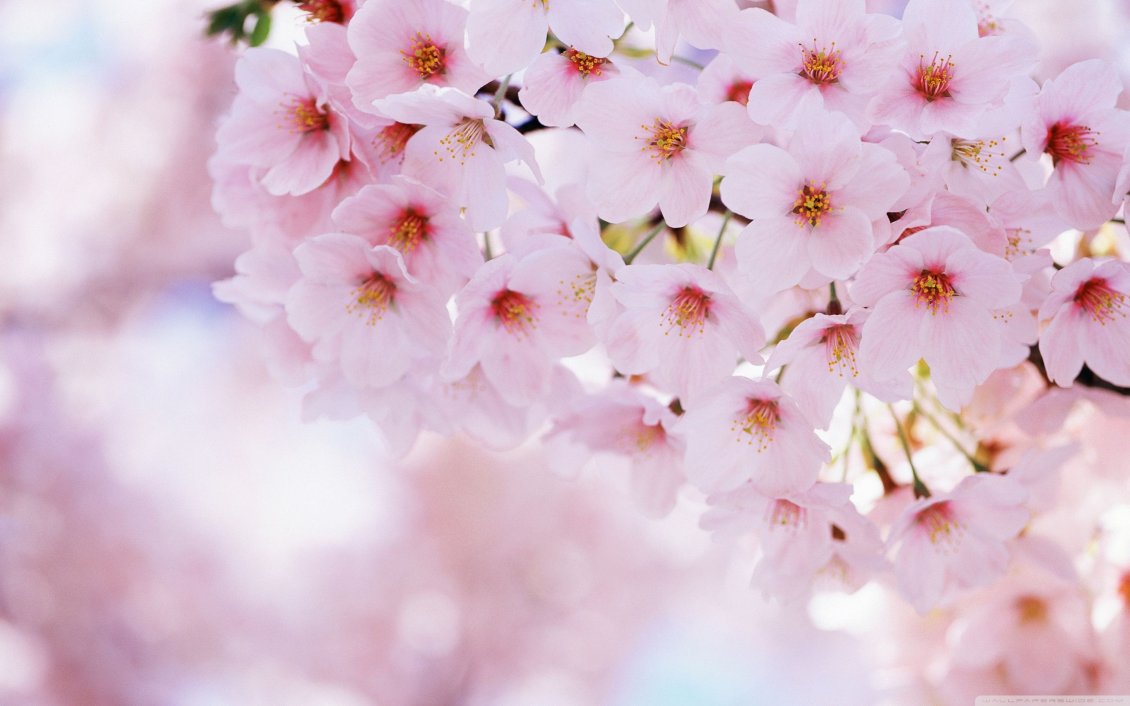 Download Wallpaper Pink cherry flowers in this beautiful spring season