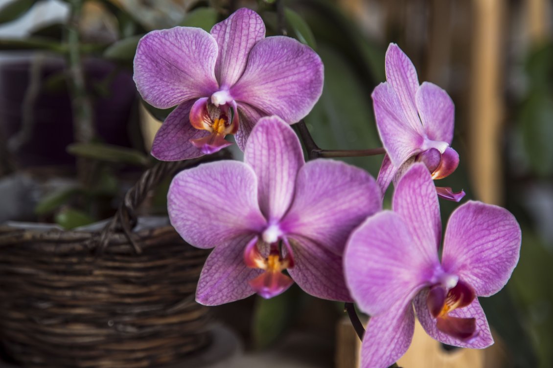 Download Wallpaper Pink orchid in a wooden basket - Beautiful flower