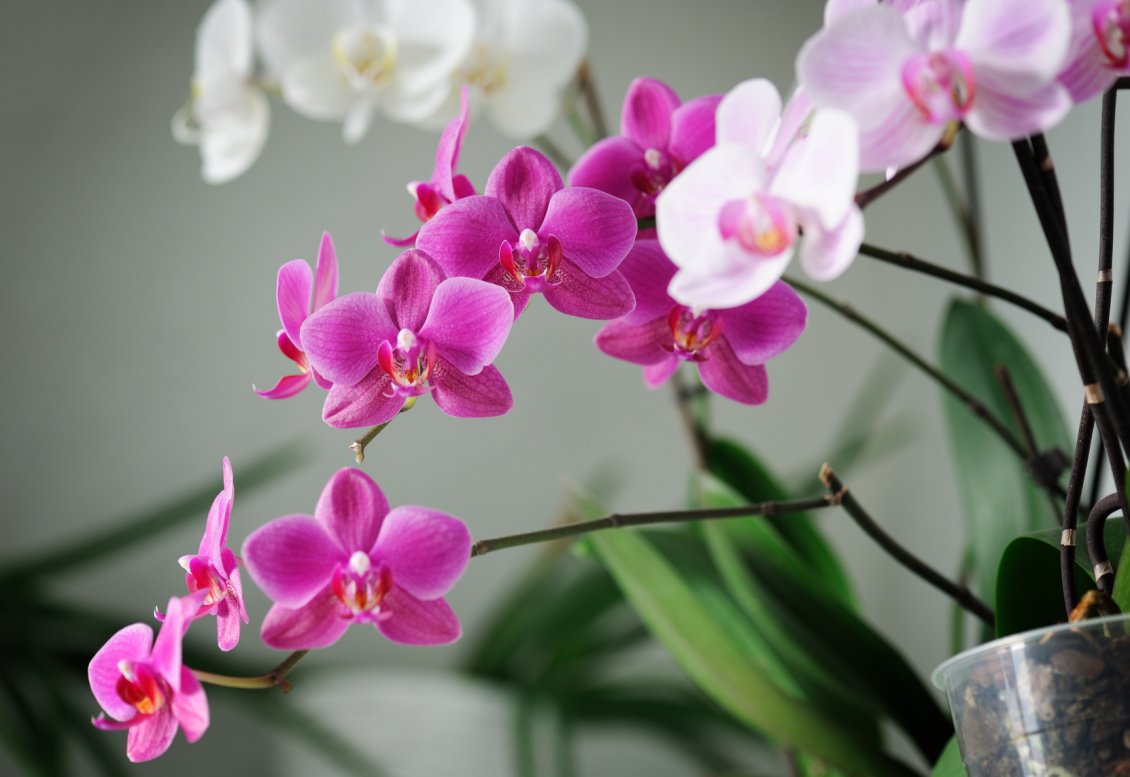 Download Wallpaper White and pink orchid flowers in the house