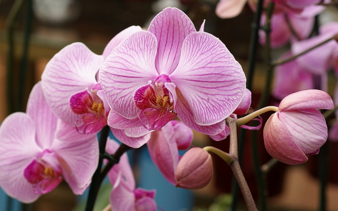 Download Wallpaper Macro orchid flowers in the garden - Beautiful spring time