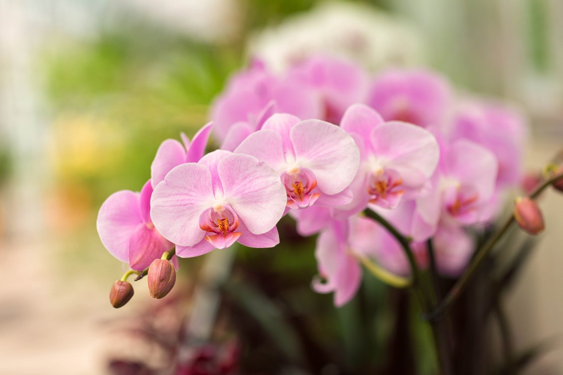 Download Wallpaper Little pink orchid flowers - Wonderful plant