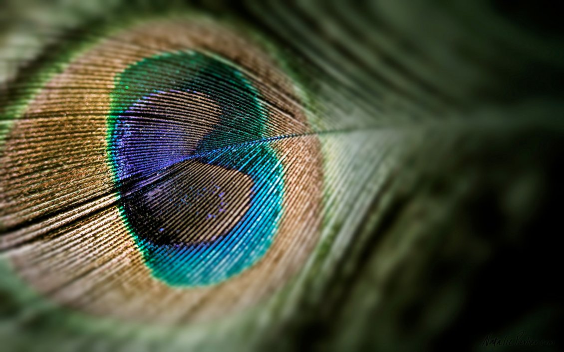 Download Wallpaper Wonderful heart in a peacock feather
