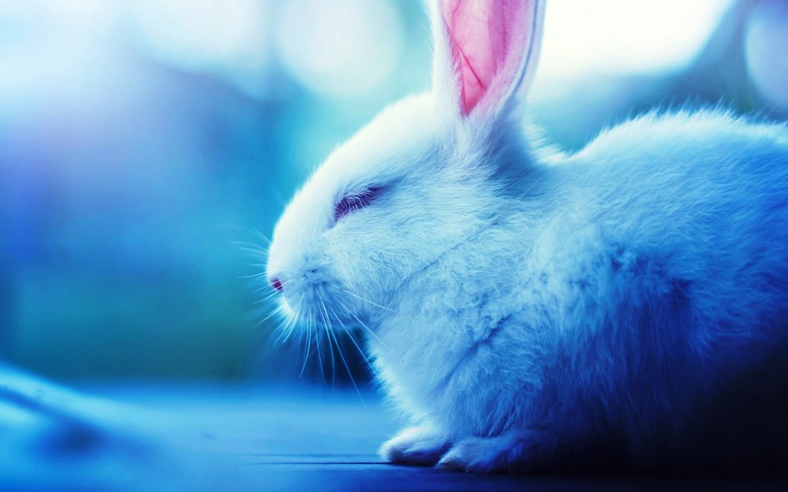 Download Wallpaper Sleepy white rabbit - Fluffy animal