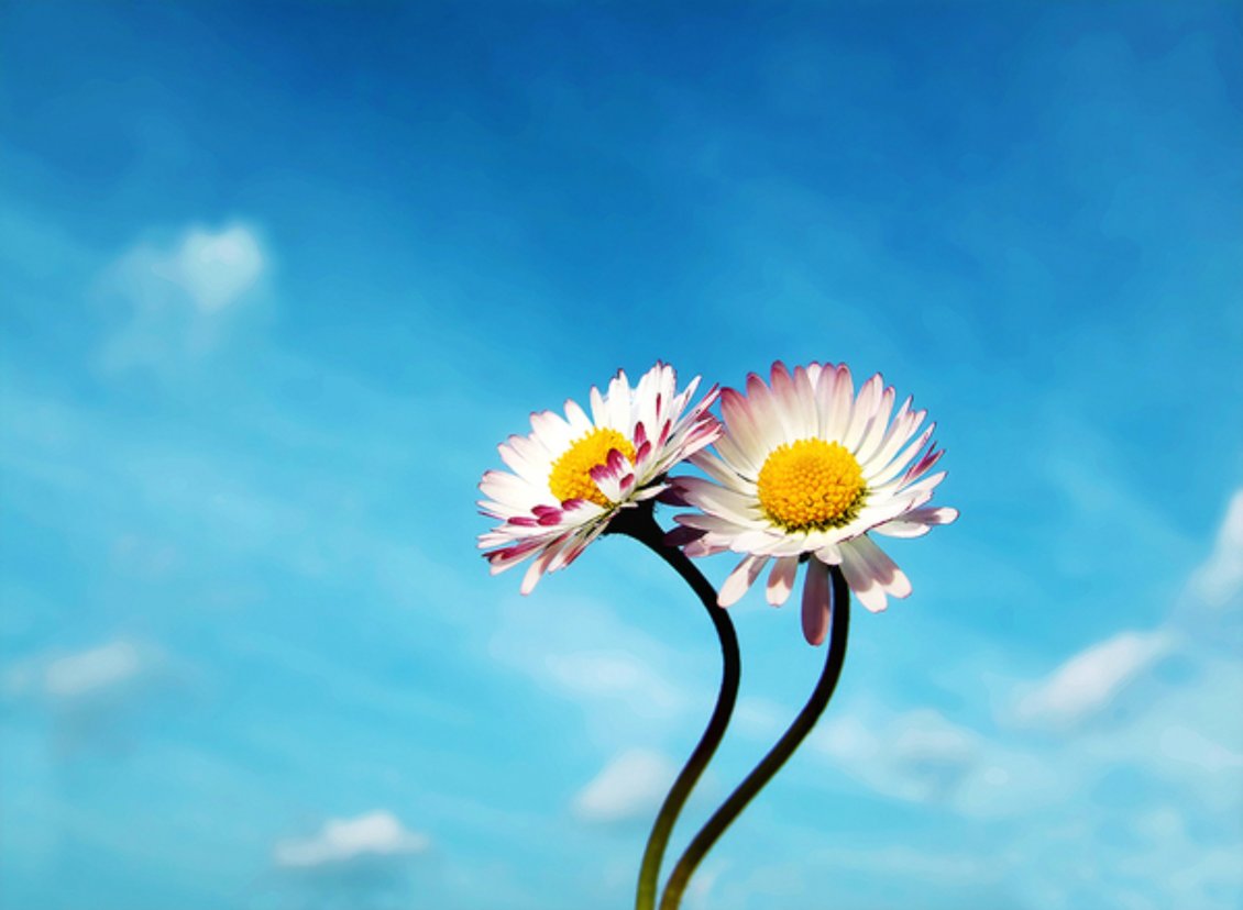 Download Wallpaper Two beautiful flowers and a beautiful blue sky