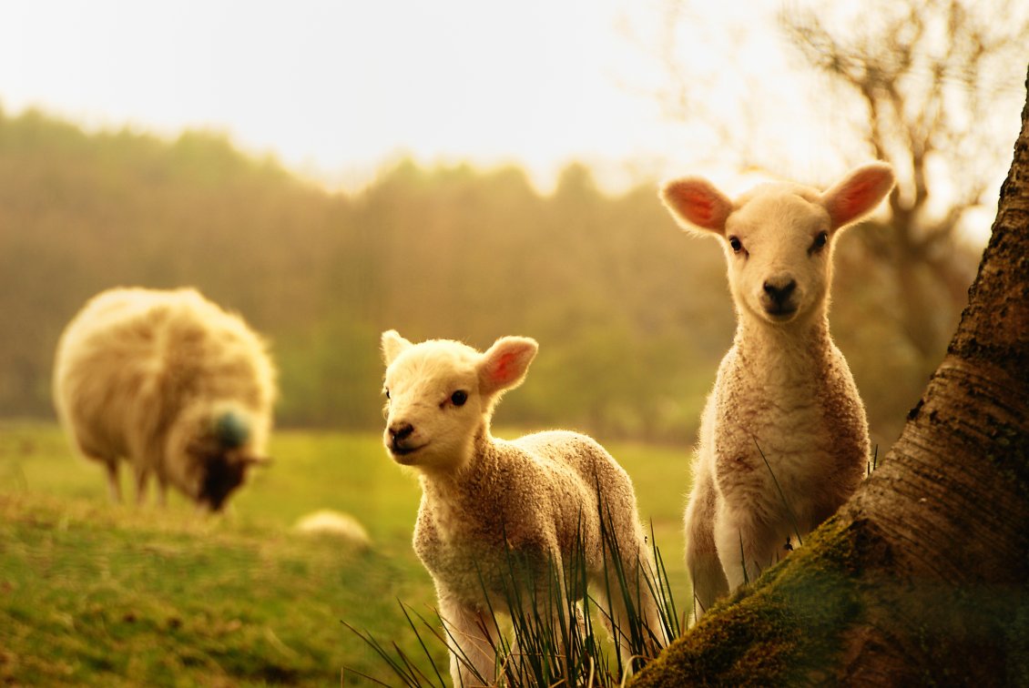 Download Wallpaper Sweet young lambs play near mother - HD animal wallpaper