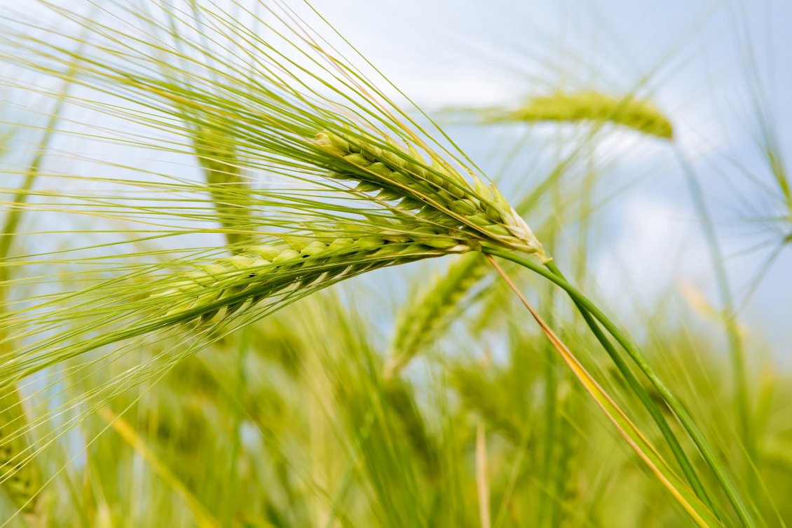 Download Wallpaper Macro nature - Green ear of wheat