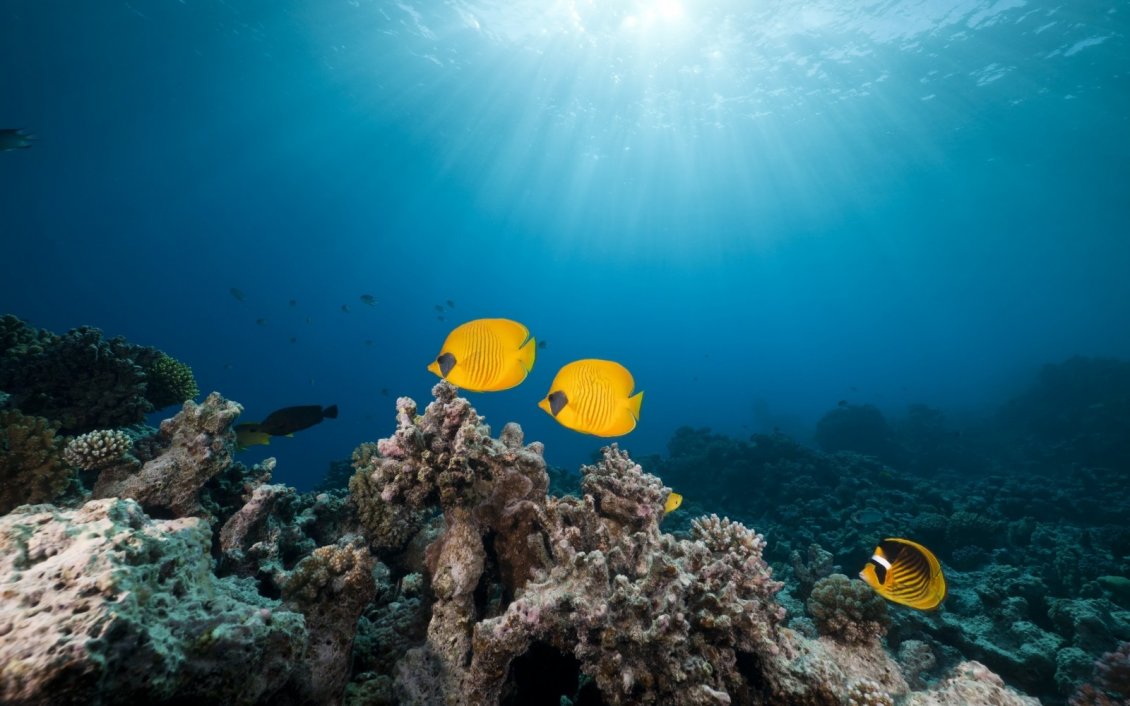 Download Wallpaper Yellow fishes in the ocean - Beautiful world under water