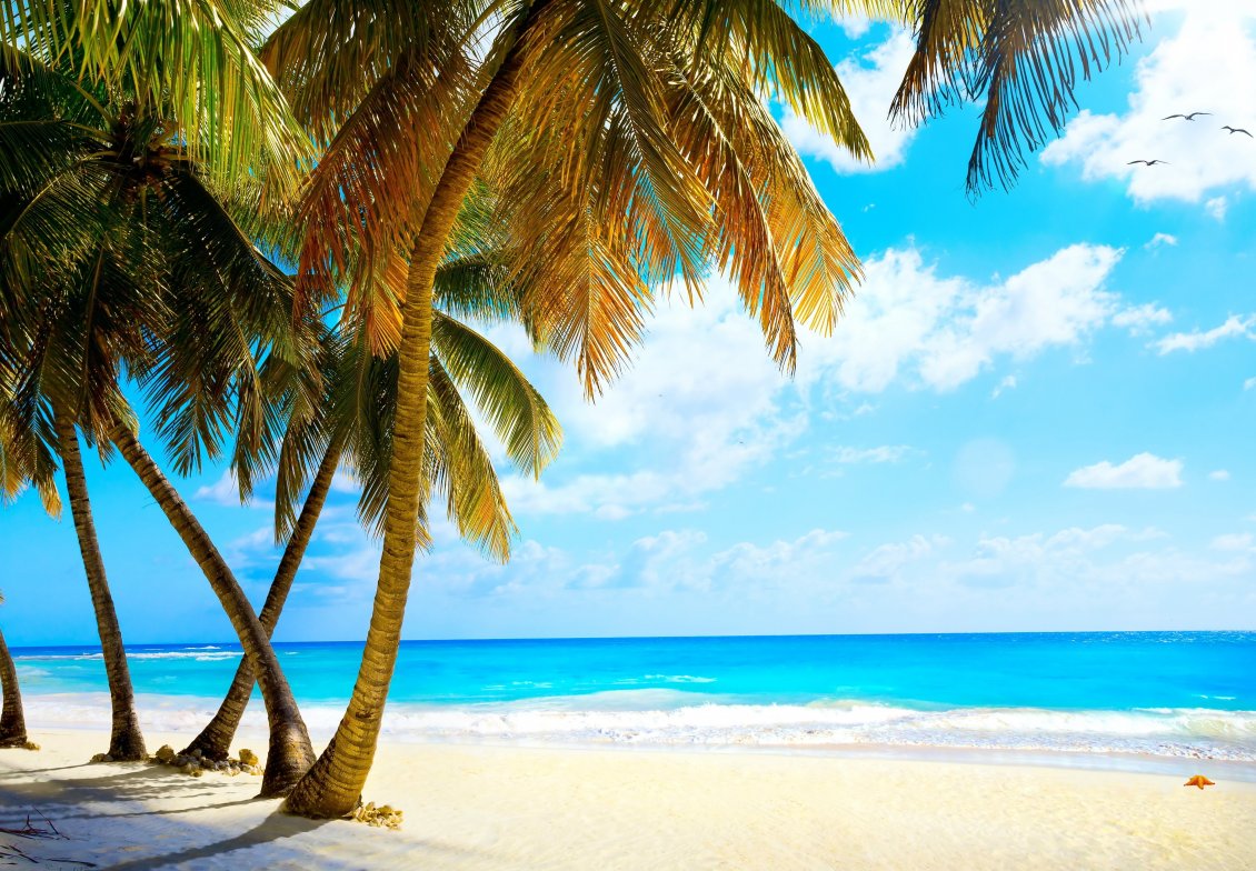 Download Wallpaper White beach sand and big palms - Wonderful azur ocean