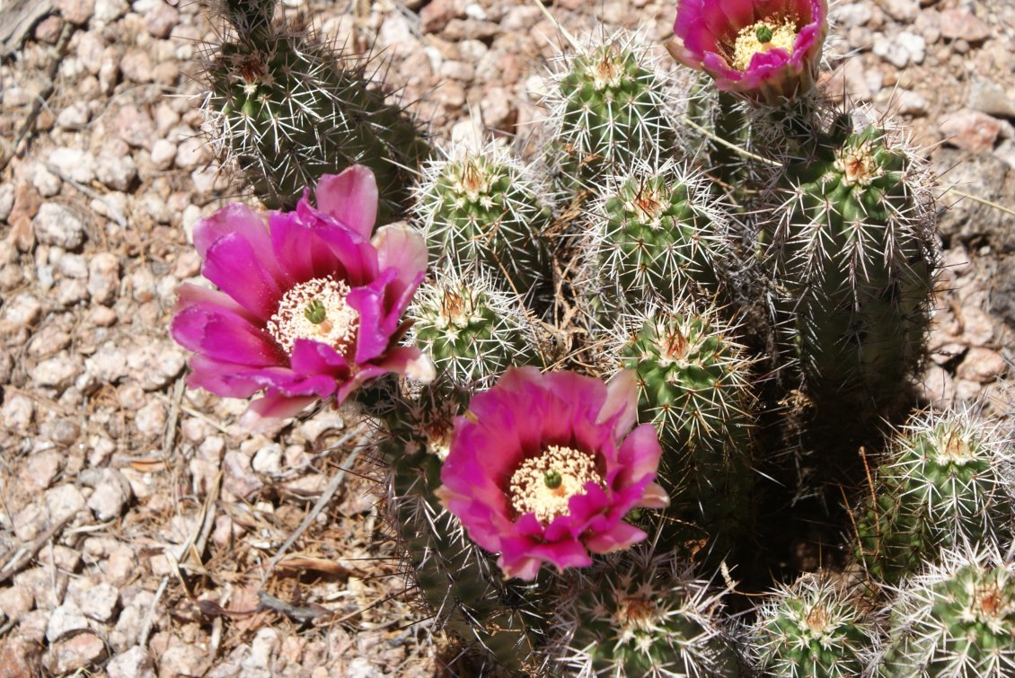 Download Wallpaper Pink Cactus flower blooming - Desert place