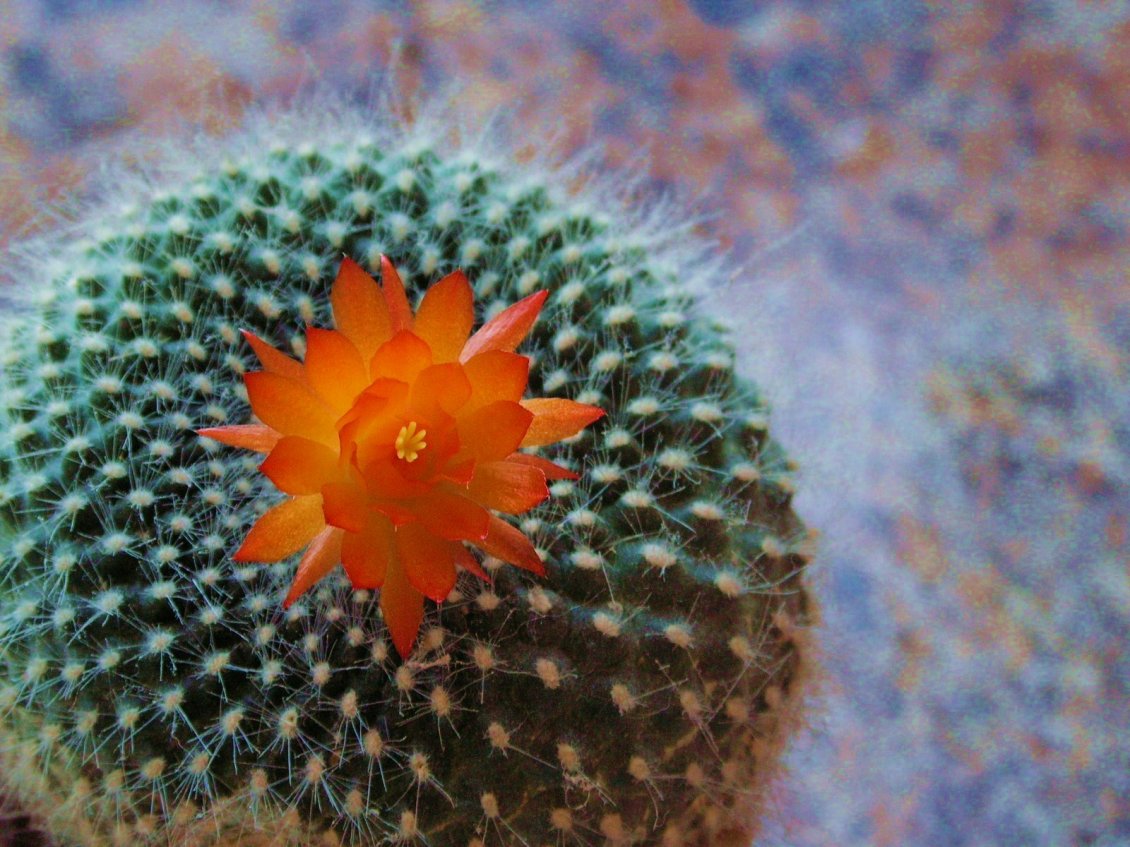 Download Wallpaper Macro orange cactus flower - Beautiful plant from desert