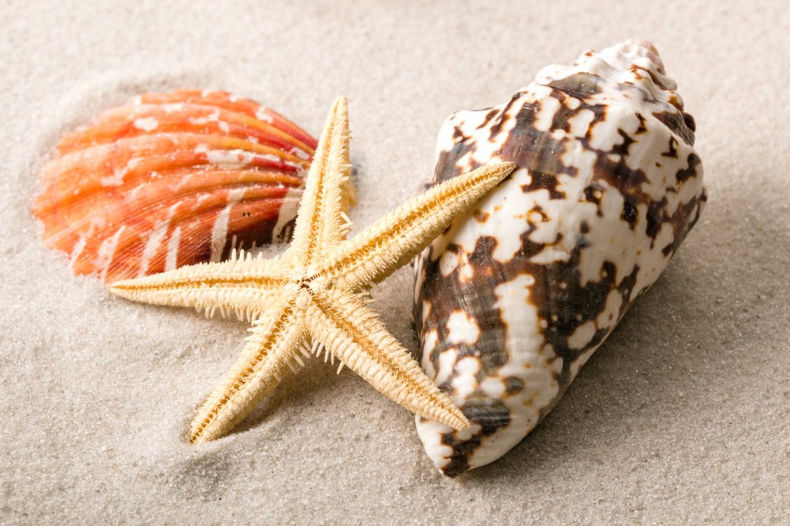 Download Wallpaper Macro shells and starfish in the sand - HD wallpaper