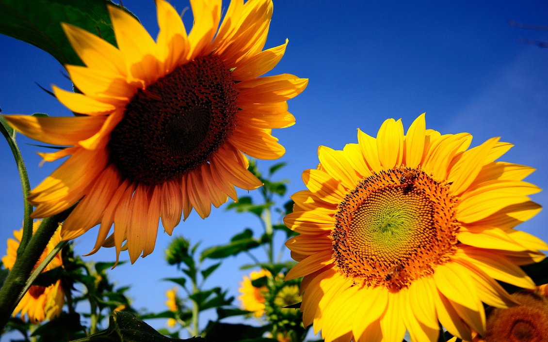 Download Wallpaper Two sunflowers talk in the sun - Happy day