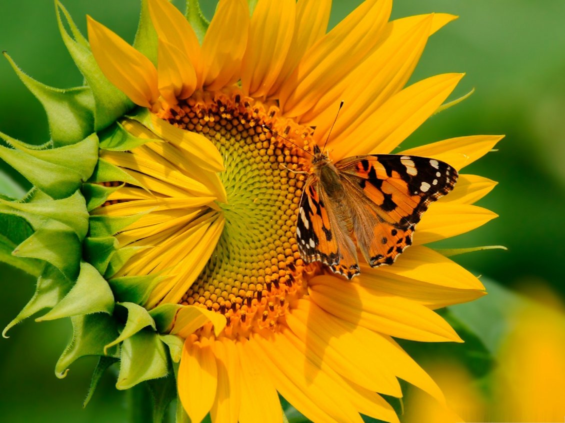 Download Wallpaper Orange butterfly on a sunflower - Happy summer day