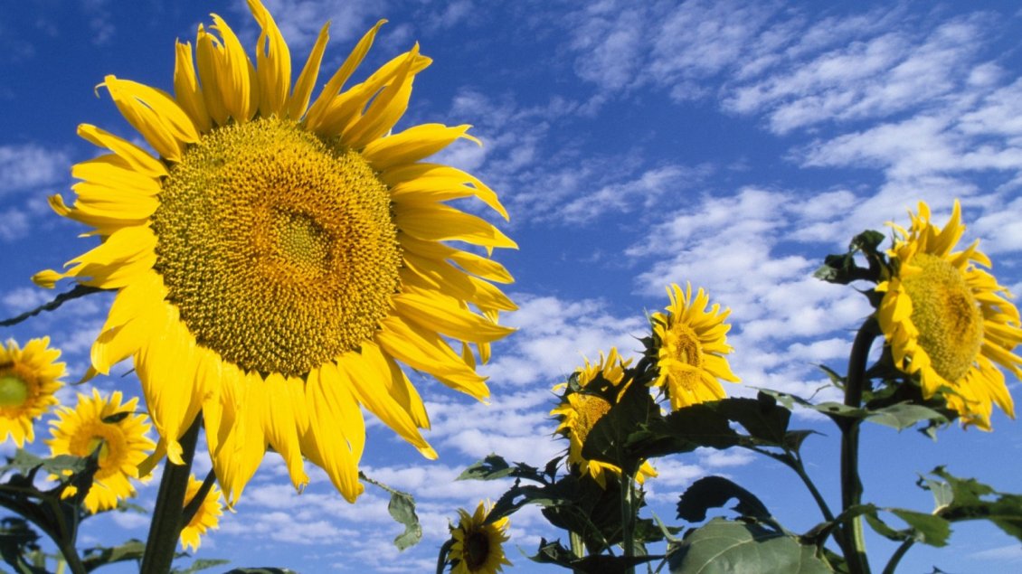Download Wallpaper Good morning nature - Happy Sunflowers on the field