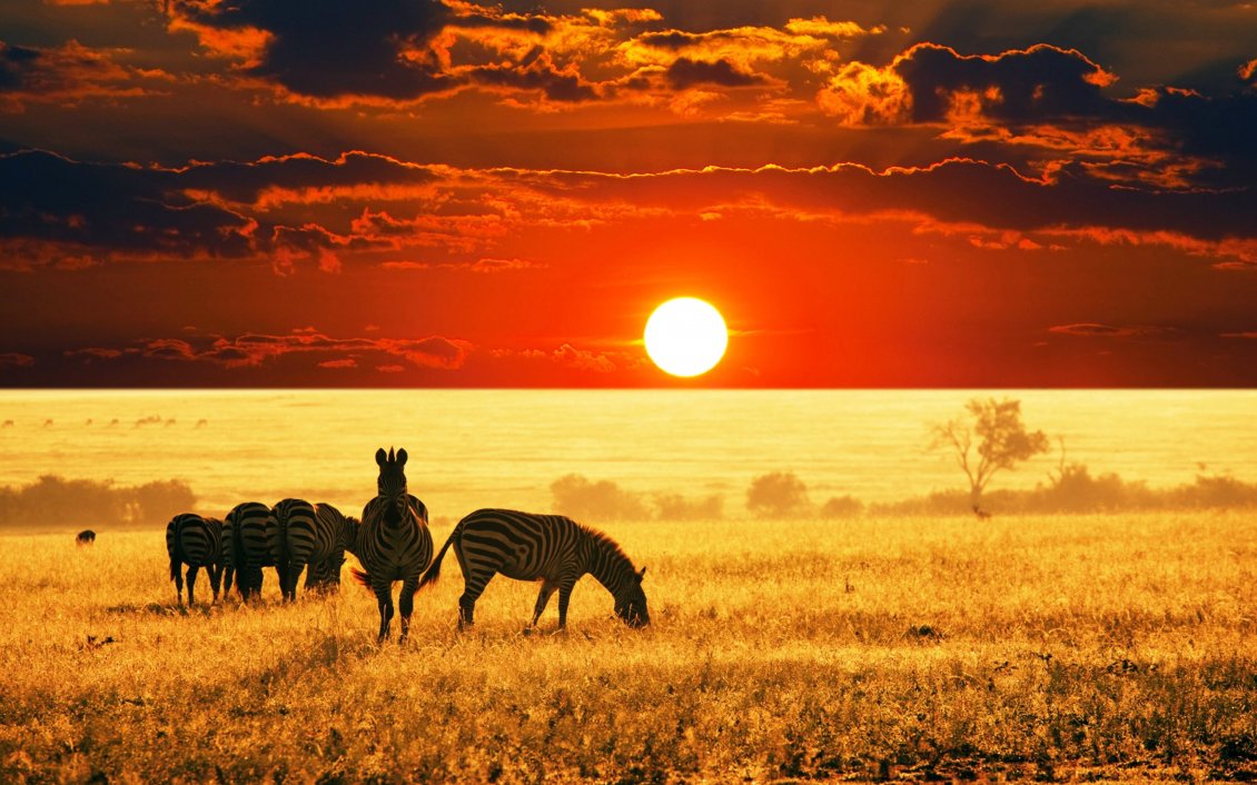 Download Wallpaper Big red sunset in the jungle - Zebra family eating
