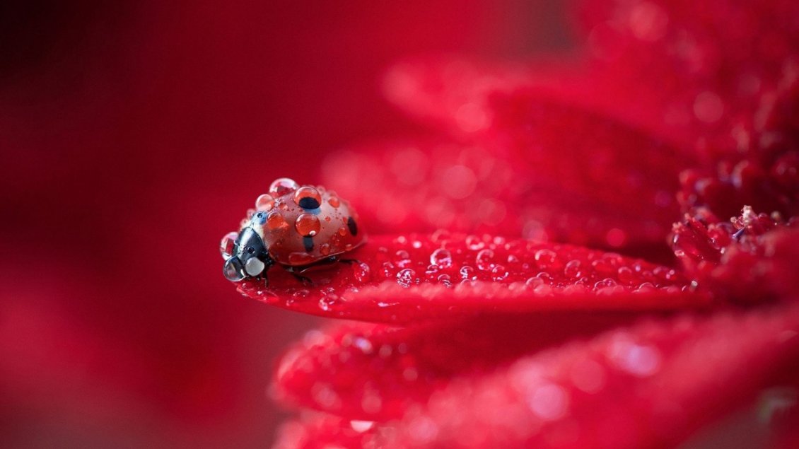 Download Wallpaper Macro water drops on a little ladybug - HD wallpaper