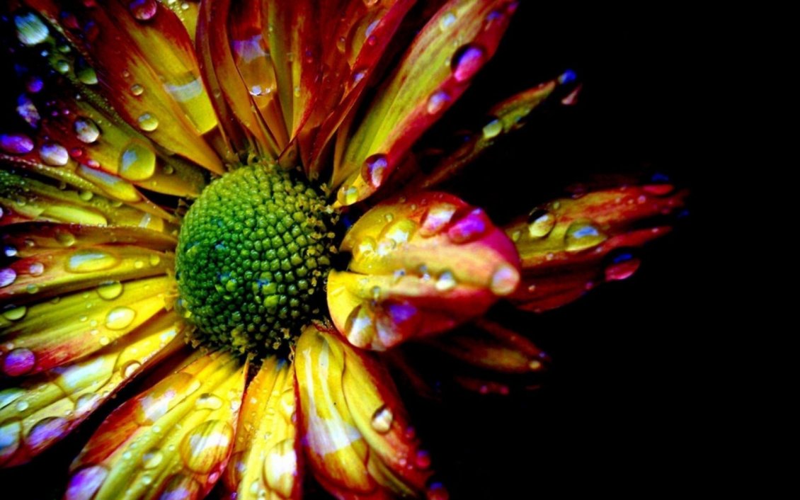 Download Wallpaper Wonderful macro water drops on a beautiful yellow flower