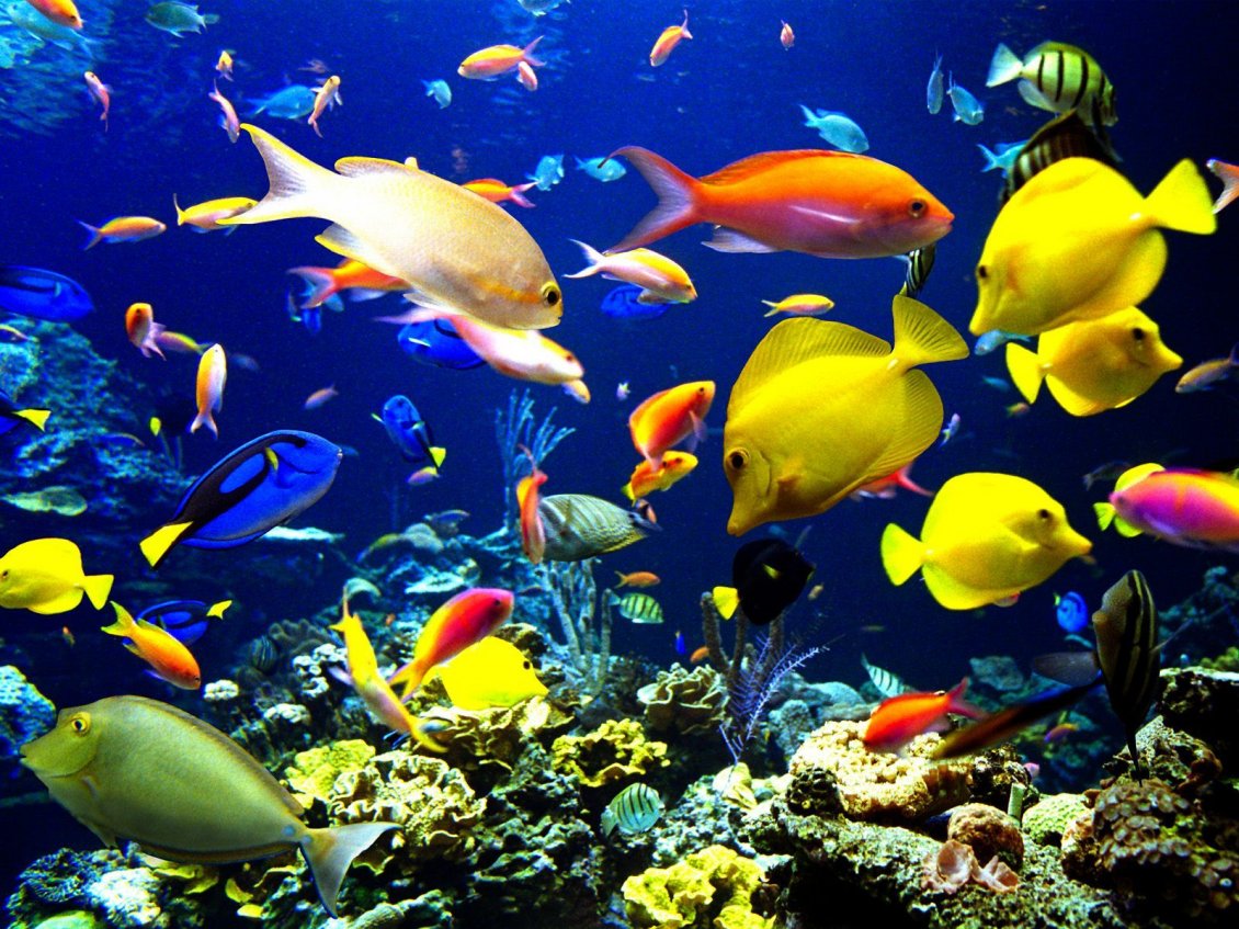 Download Wallpaper Magic colors under water - Happy fishes HD wallpaper