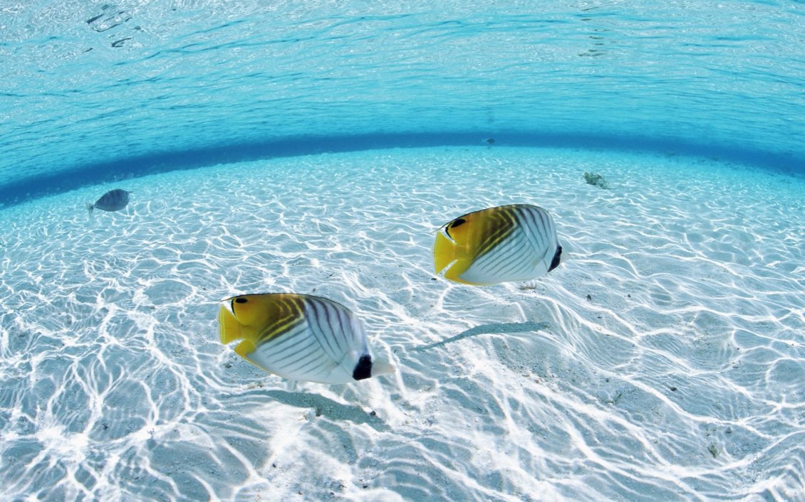 Download Wallpaper Two white and yellow fishes in the clear ocean water