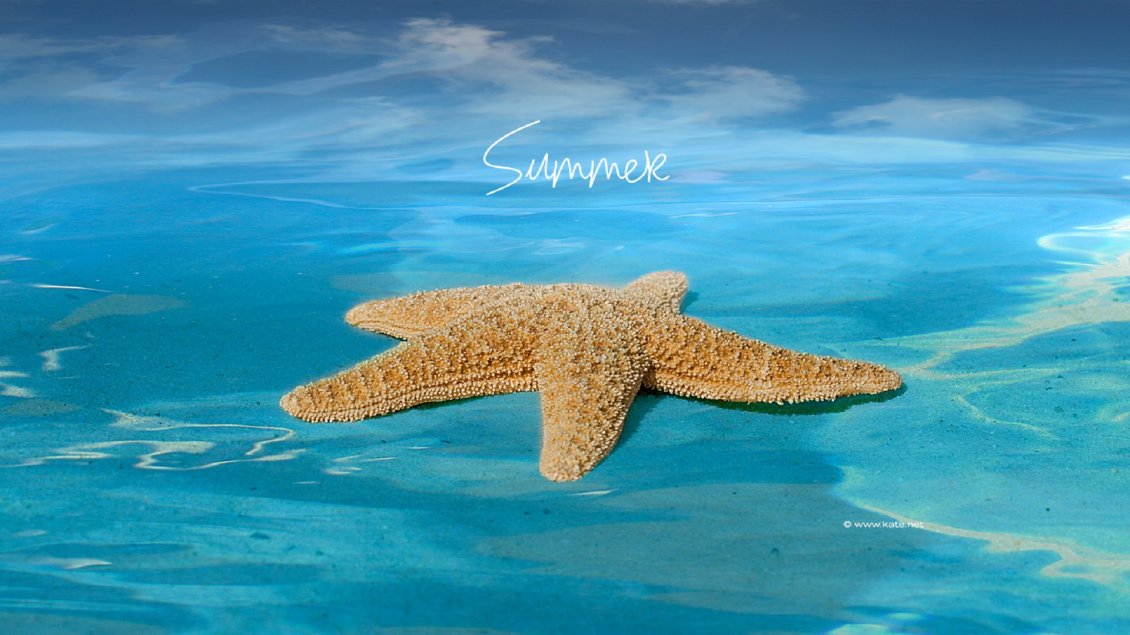 Download Wallpaper Big starfish in the blue ocean water - Summer holiday