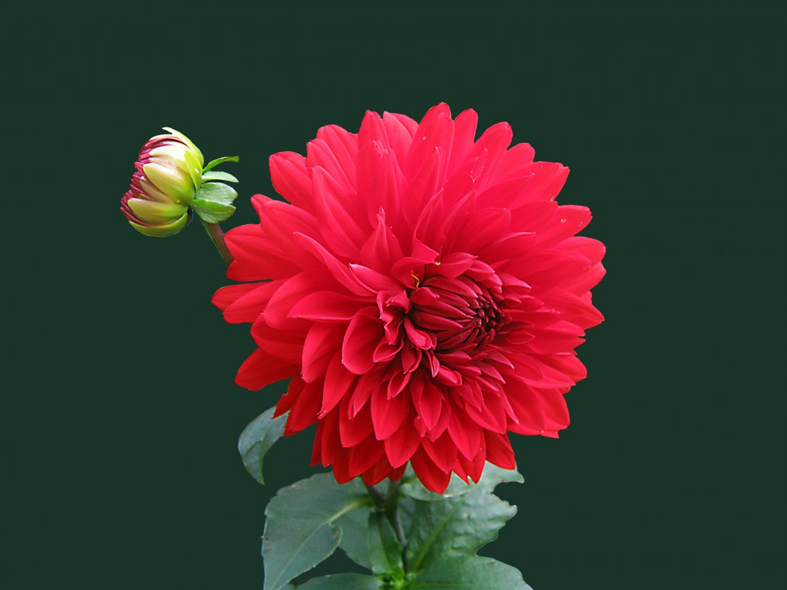 Download Wallpaper Beautiful red Dahlia flower - Perfume