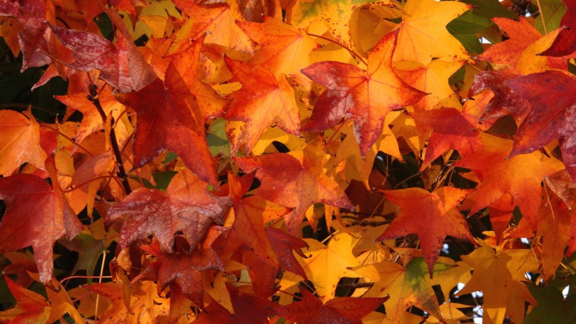 Download Wallpaper Autumn carpet with wonderful rusty leaves