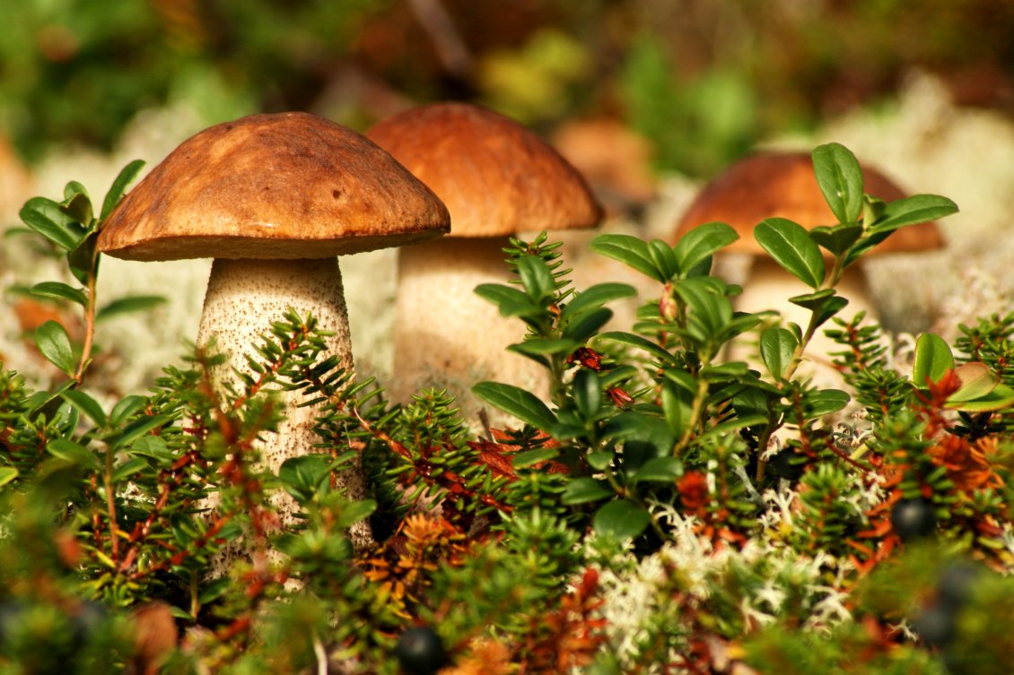 Download Wallpaper Delicious mushrooms on a wonderful Autumn season