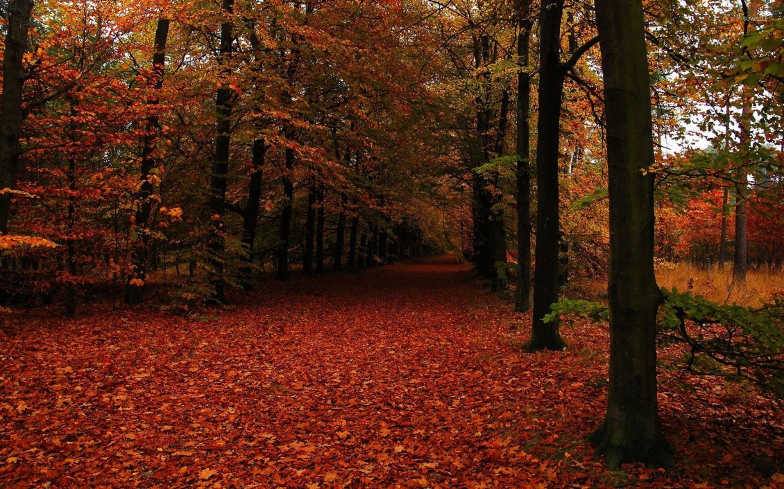 Download Wallpaper Welcome beautiful Autumn season - Rusty carpet of leaves