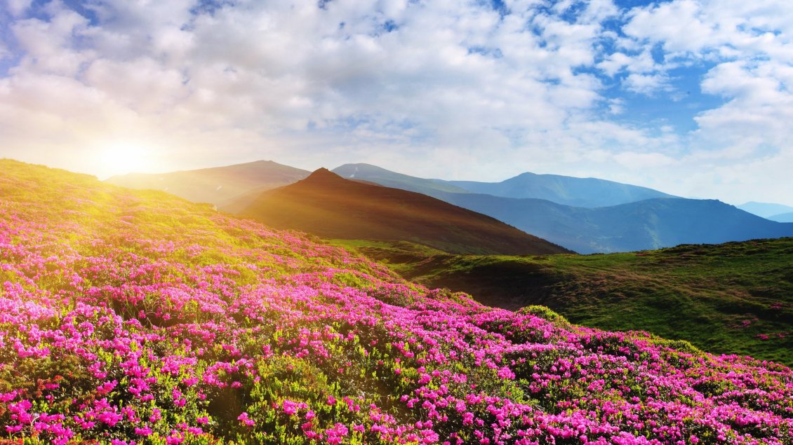 Download Wallpaper Beautiful pink rhododendron flowers on the mountain -Sun day
