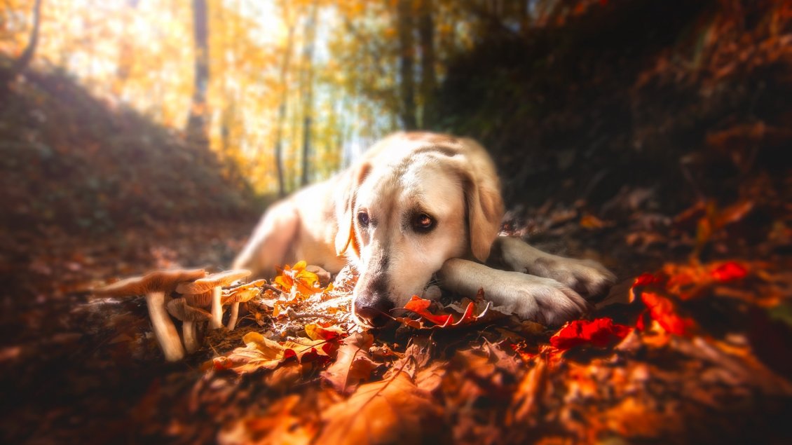 Download Wallpaper Sad dog sit on a leaves Autumn carpet - HD wallpaper