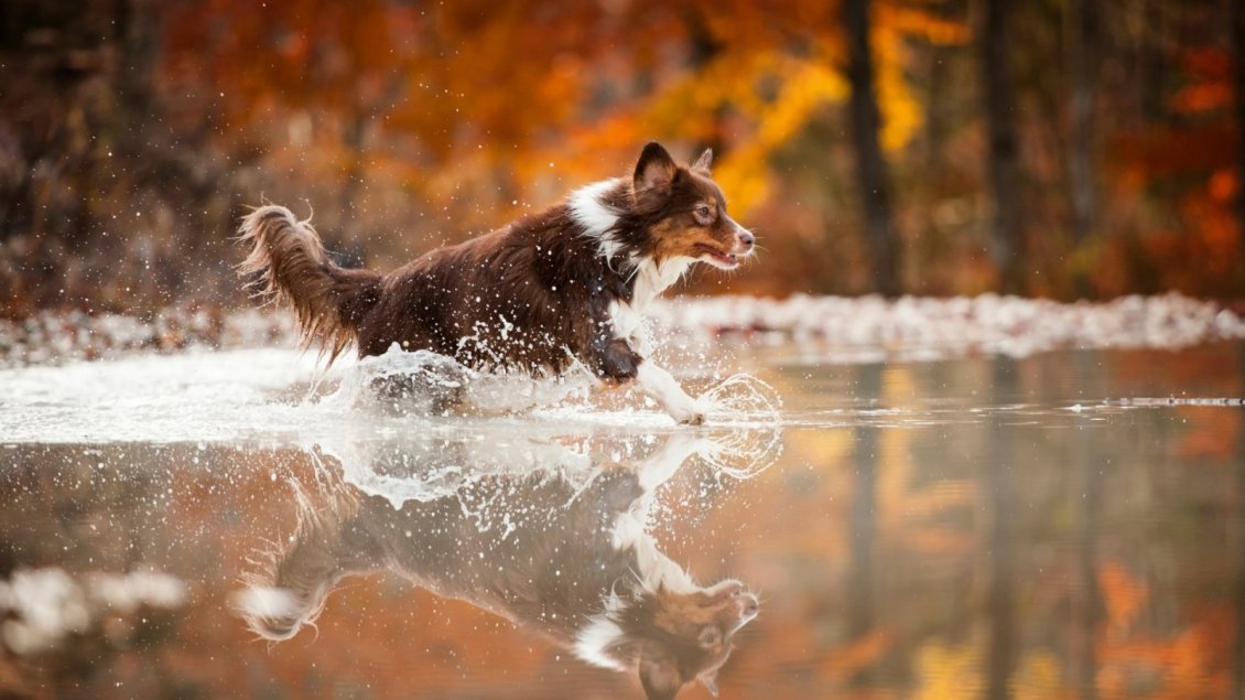 Download Wallpaper Happy dog run into the water - Autumn season background