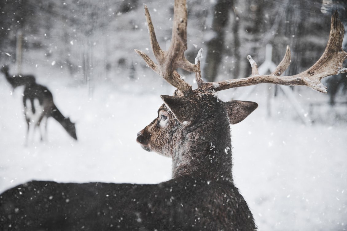 Download Wallpaper Wonderful winter season for a deer family - Wild animal