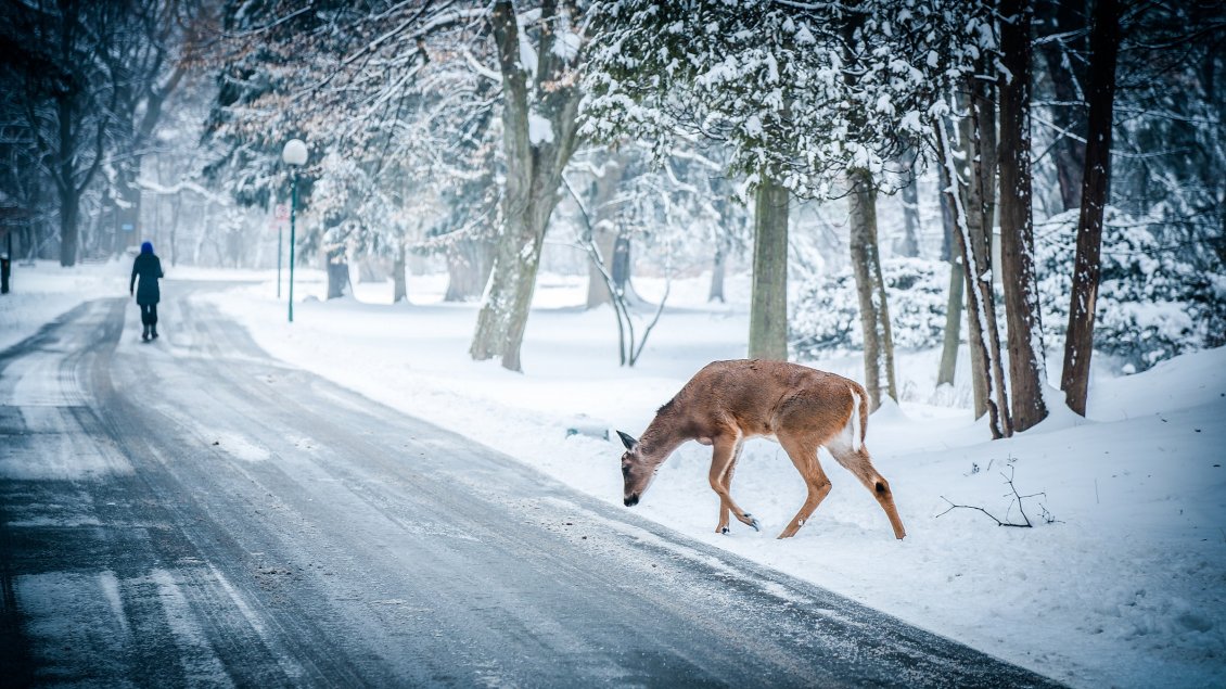 Download Wallpaper Friendly deer near the road - Beautiful winter cold season