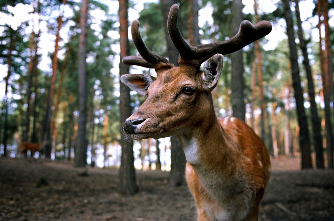 Download Wallpaper Professional photo - Wonderful deer eyes