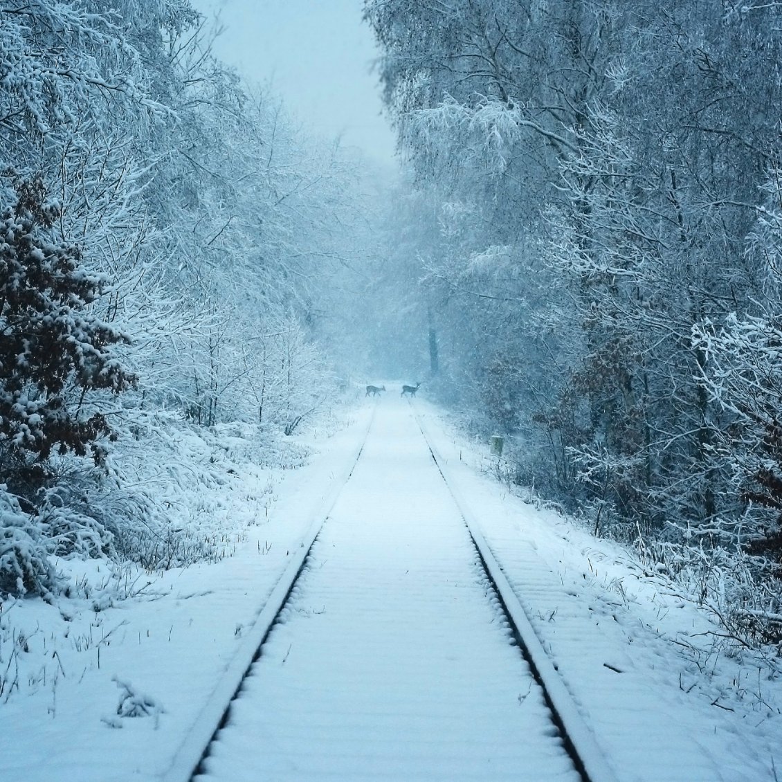 Download Wallpaper Wild animal deers on a railroad - White Winter seaon