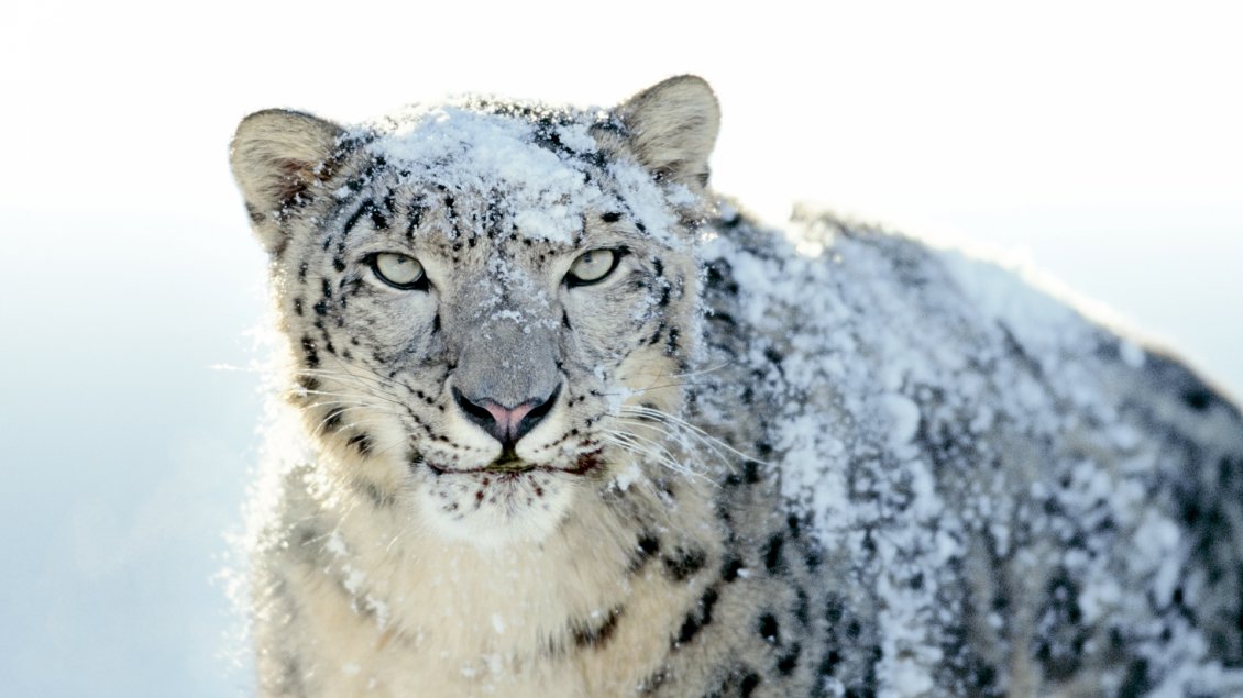 Download Wallpaper Snow on a furious Siberian tiger - HD wallpaper