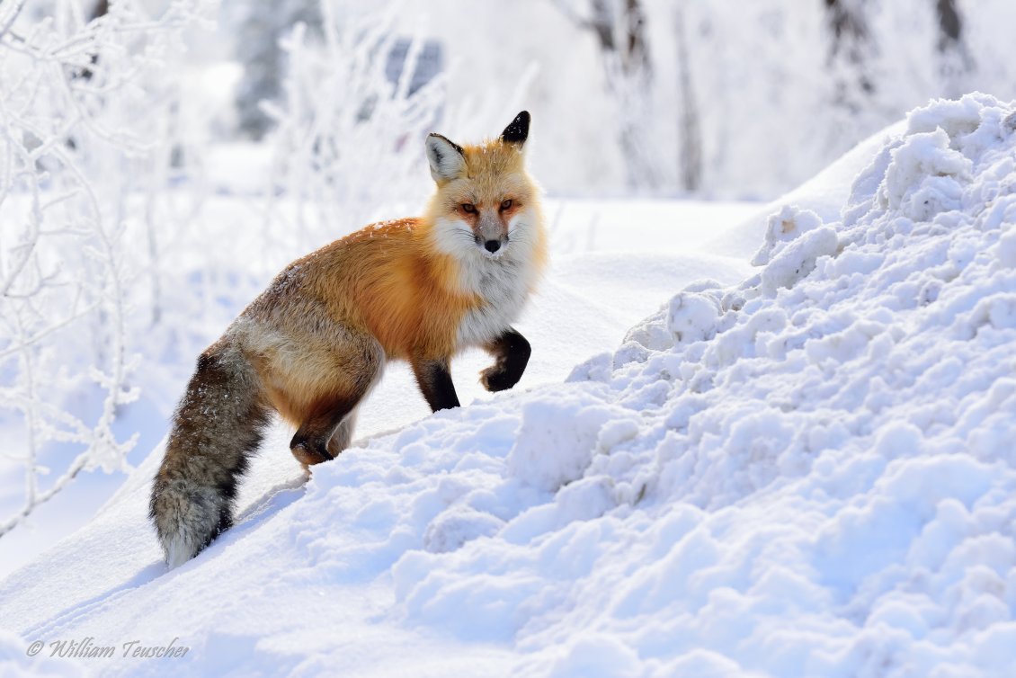 Download Wallpaper Wild fox climb on the snow - HD wild animal in winter season