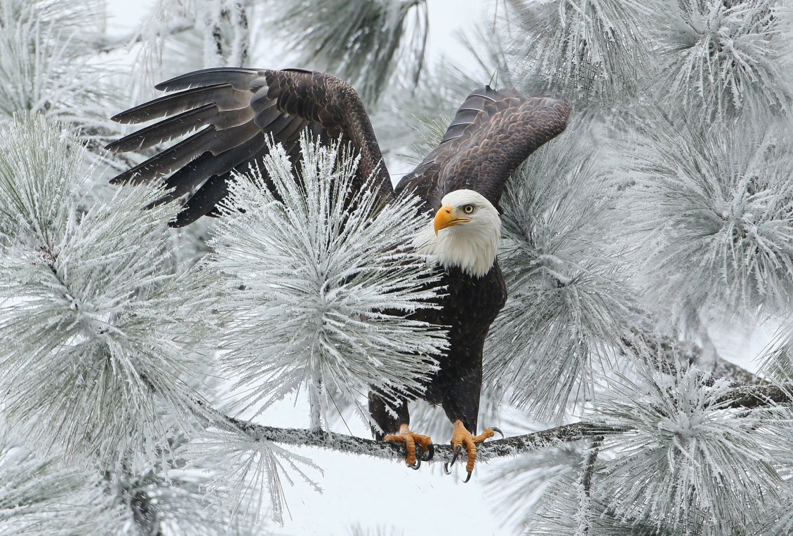 Download Wallpaper Big black eagle on a frozen branch of tree - Wonderful photo