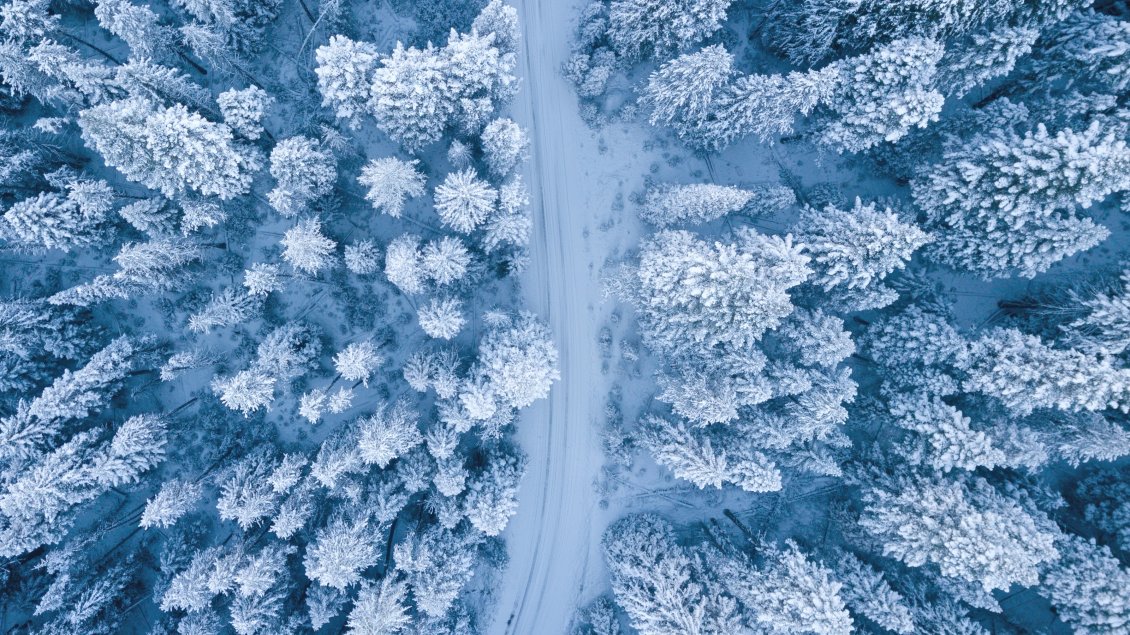 Download Wallpaper White road trhough the forest - Winter season