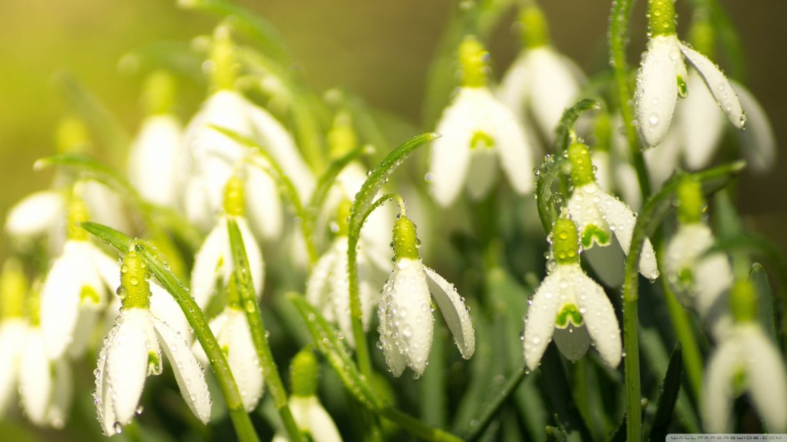Download Wallpaper Water drops on the snowdrops - Good morning spring season