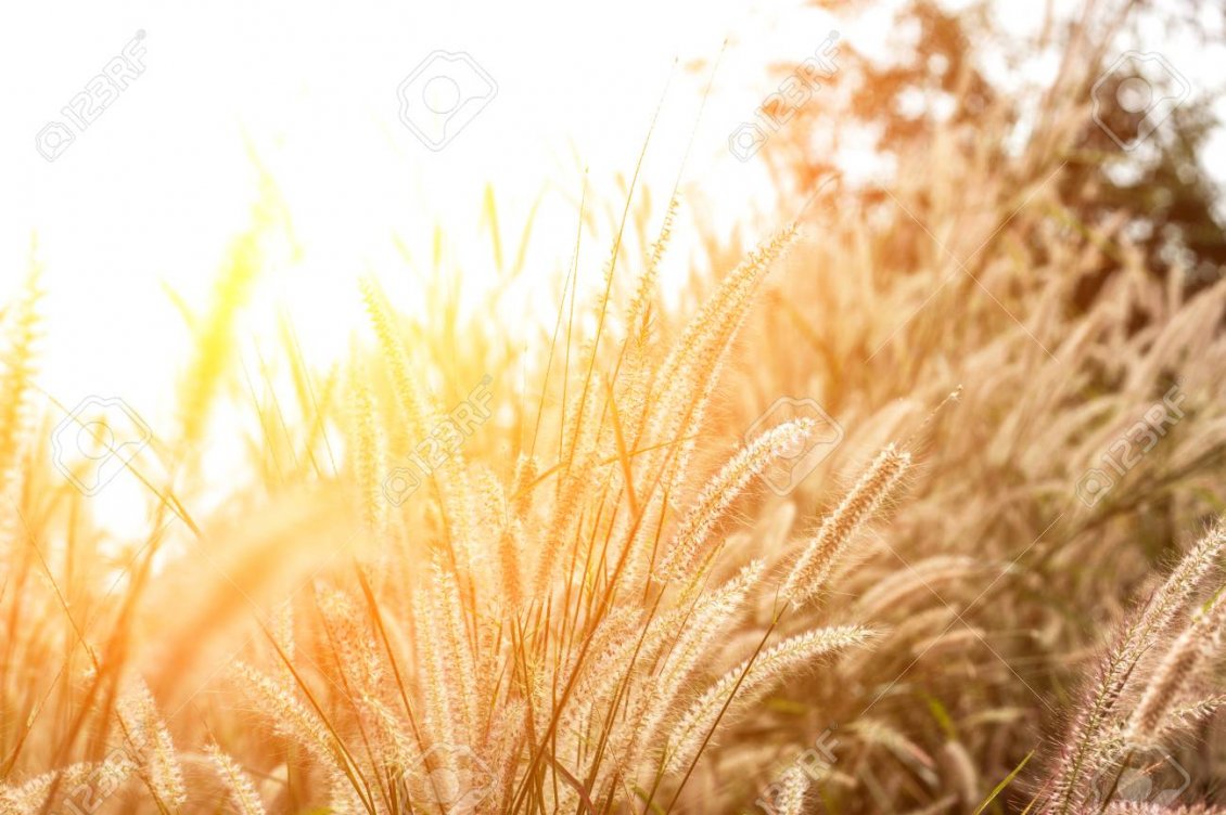 Download Wallpaper Autumn sunlight over the wheat field - HD wallpaper