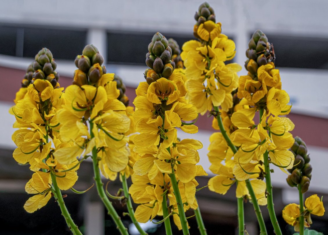 Download Wallpaper Yellow flower in the garden - HD wallpaper