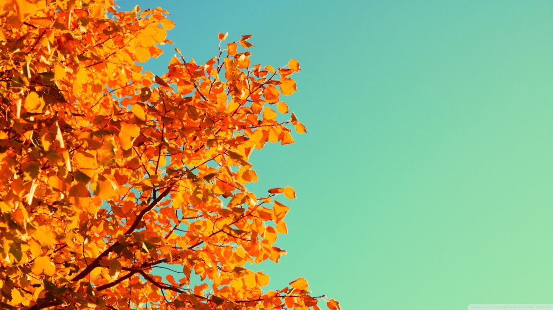 Download Wallpaper Beautiful Autumn tree and a blue yellow sky - HD wallpaper