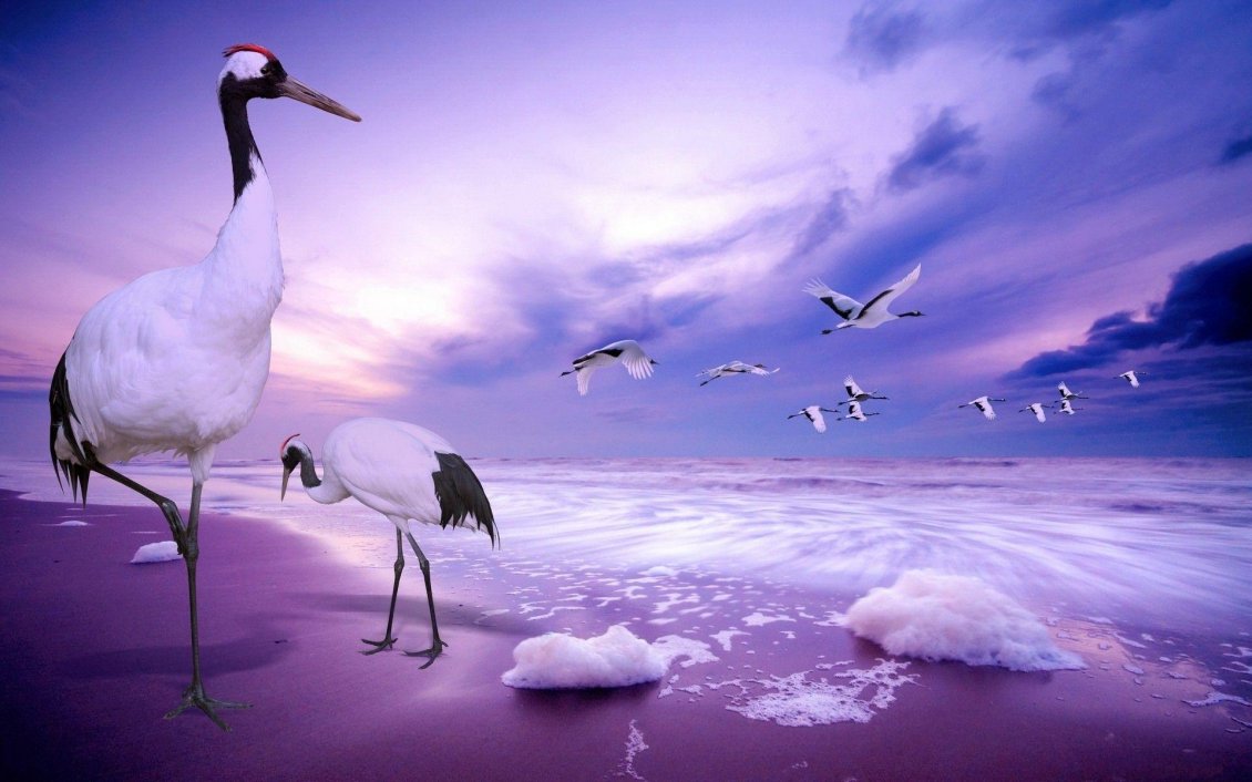 Download Wallpaper Flock of storks near the ocean - Purple moments