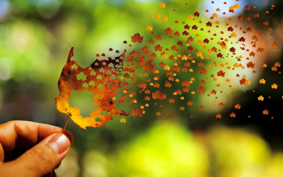 Download Wallpaper Millions of small Autumn leaves from one big leaf - Magic