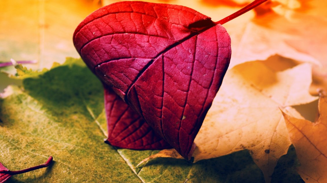 Download Wallpaper Wonderful macro Autumn leaf - Intense red color